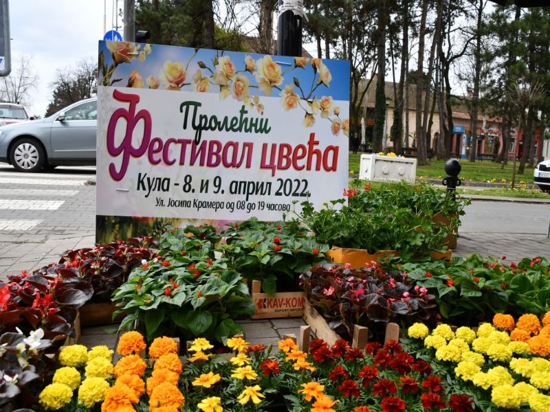 Festival cveća - cveće