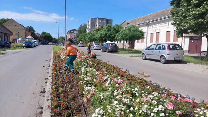 jkp naš dom - apatin - cveće