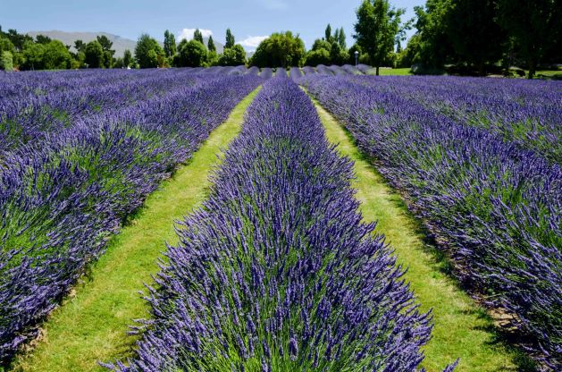 lavanda