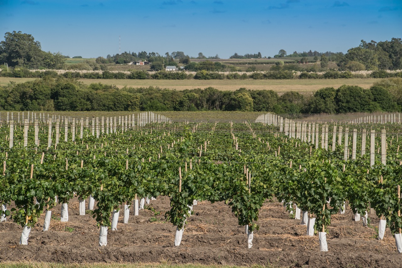 vinograd, vinarstvo, grožđe