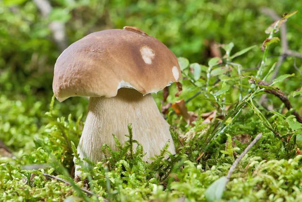 Nekoliko hiljada vrsta gljiva na Fruškoj Gori: Razlika između otrovnih i jestivih