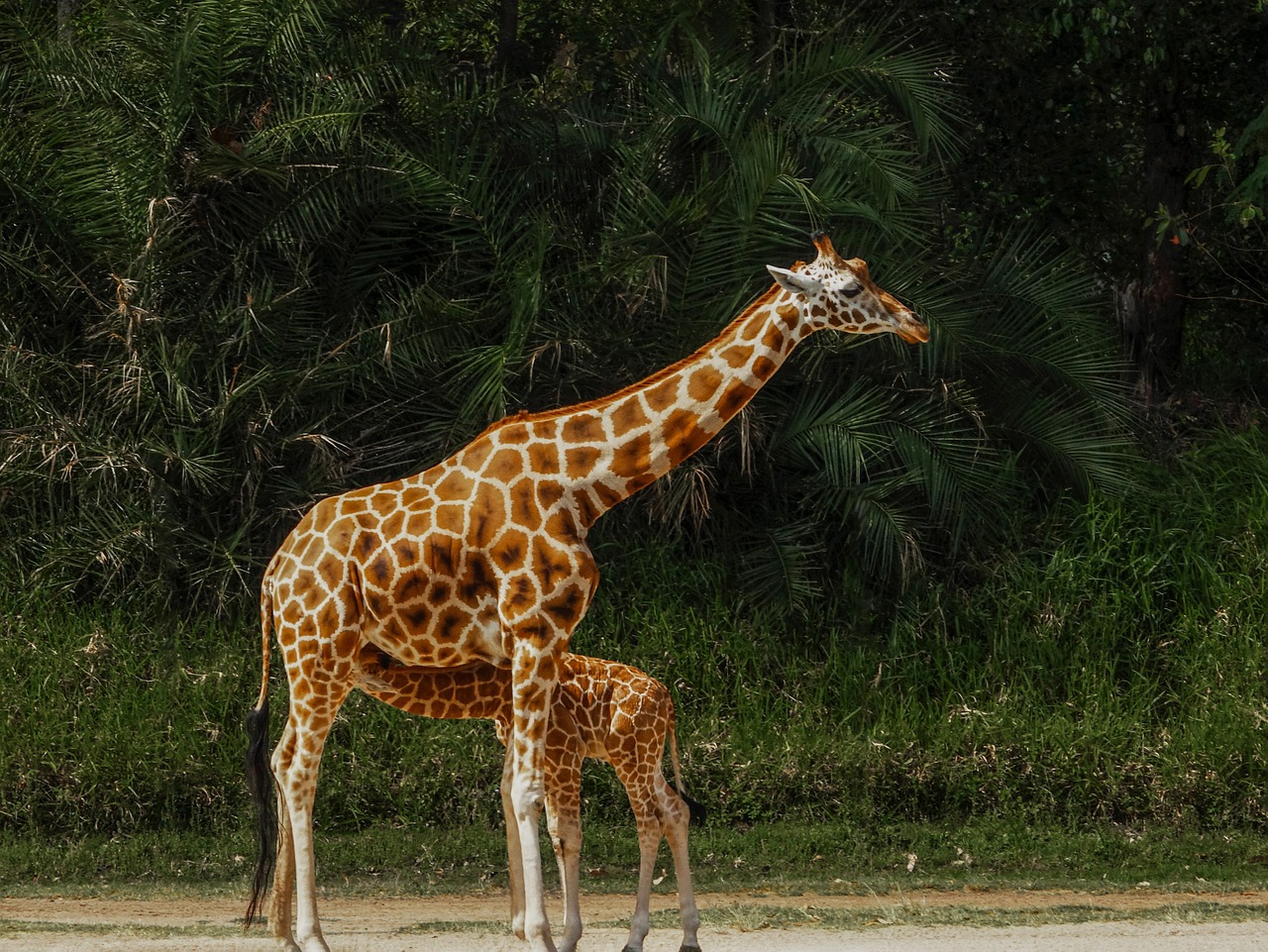 Mama Žirafa