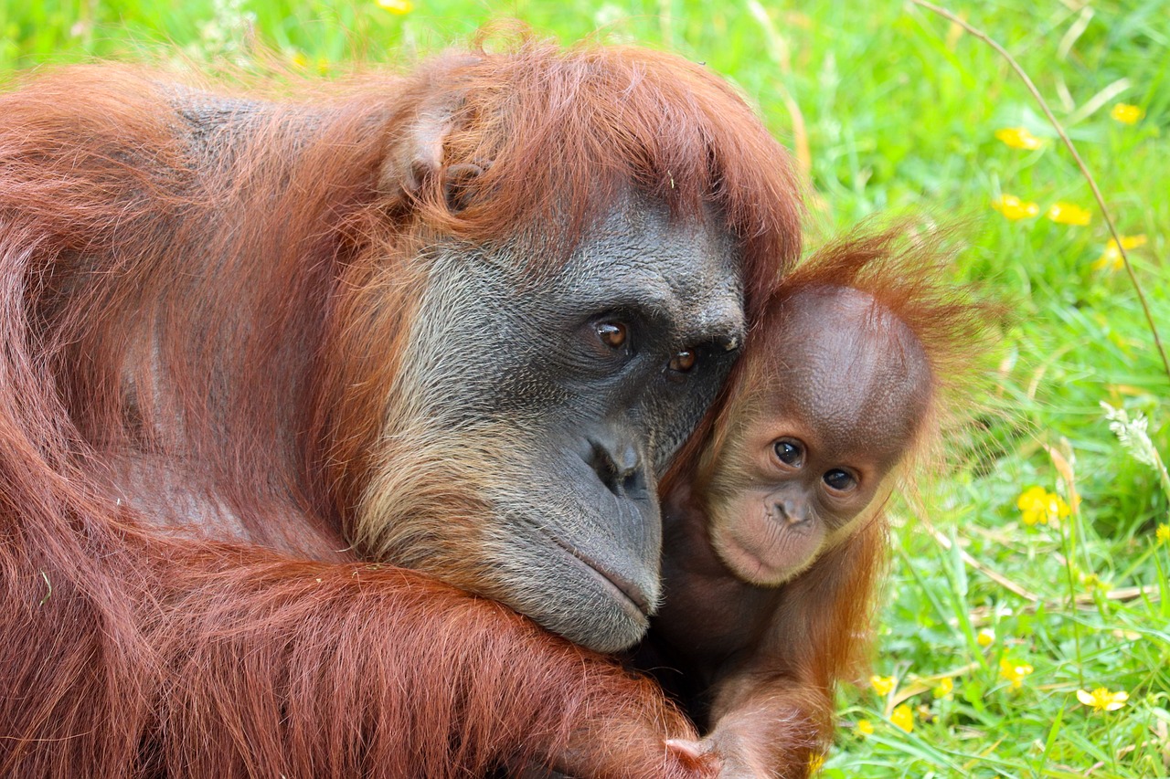 Mama Orangutan