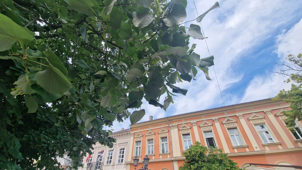 Lipa, Zmaj Jovina ulica, izvor Vojvodina uživo