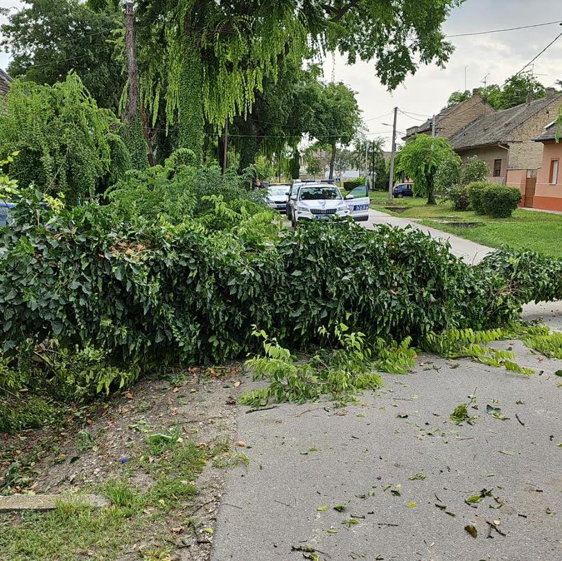 srušeno drvo - sombor 