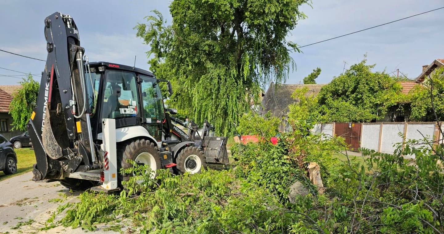 srušeno drvo -sombor 