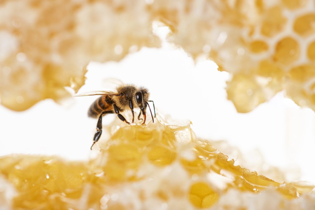 med, pčela, saće izvor Envato