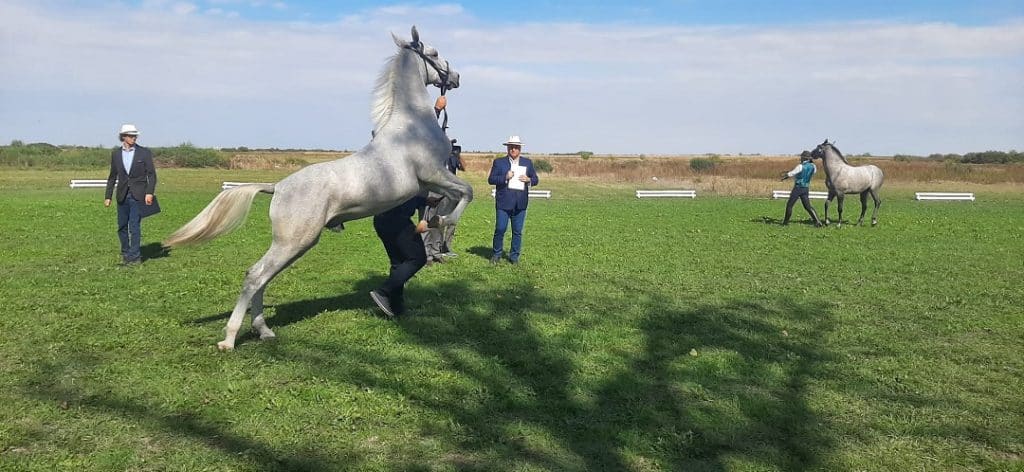 Otvorena prva Nacionalna izložba konja lipicanera u Staparu