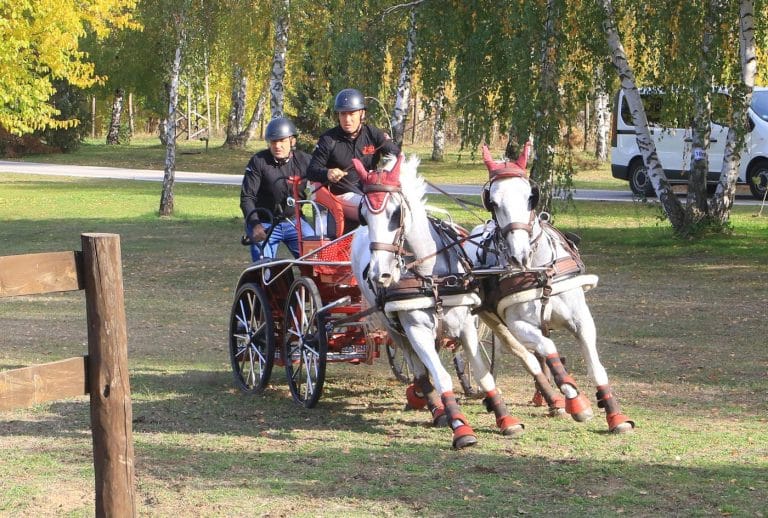 Bogat vikend takmičenja u zaprežnom sportu na Ergeli kelebija