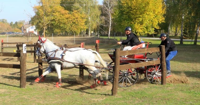 Bogat vikend takmičenja u zaprežnom sportu na Ergeli kelebija