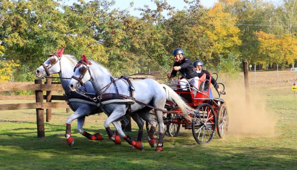 Bogat vikend takmičenja u zaprežnom sportu na Ergeli kelebija