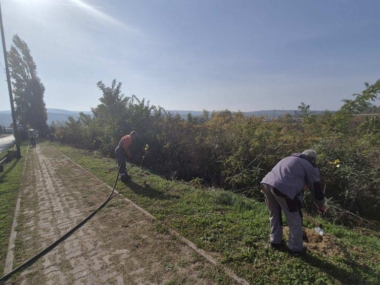 U Beočinu počelo pošumljavanje vetrozaštitnih pojaseva