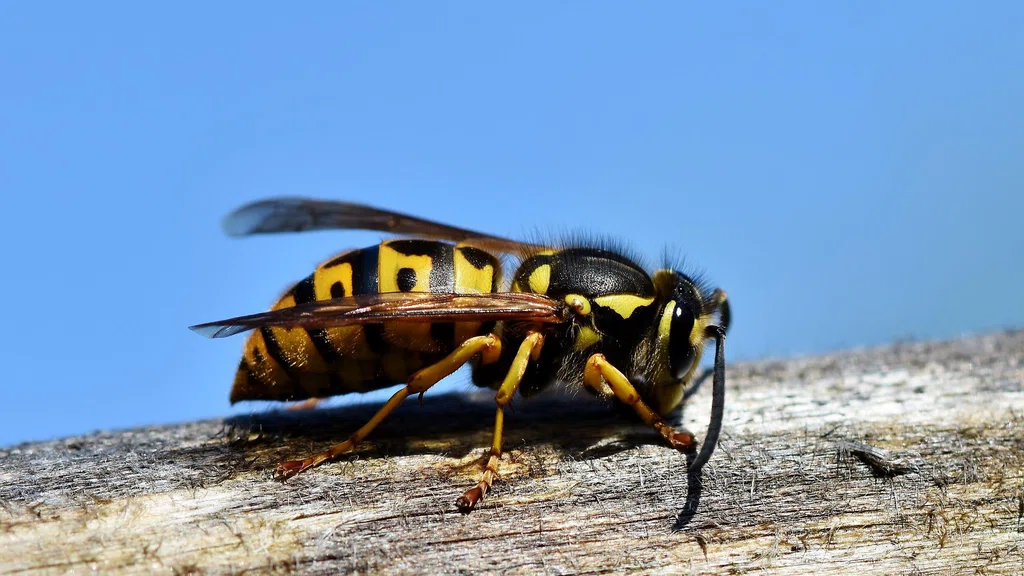 mamutska osa