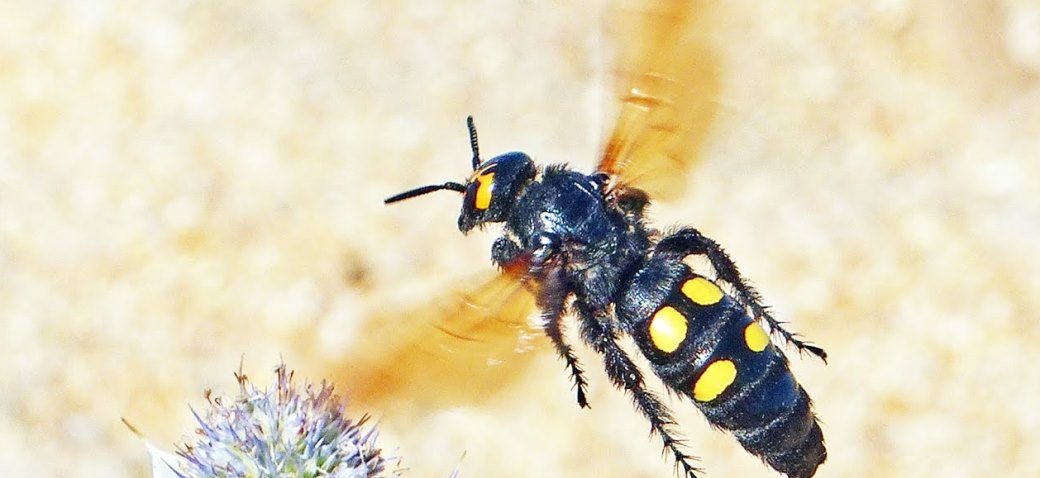 mamutska osa